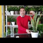 Agua para regar plantas: consejos y recomendaciones.