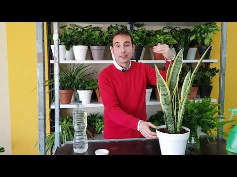 Agua para regar plantas: consejos y recomendaciones.