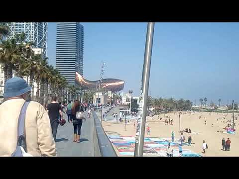 Pez en el paseo marítimo de Barcelona: una experiencia única