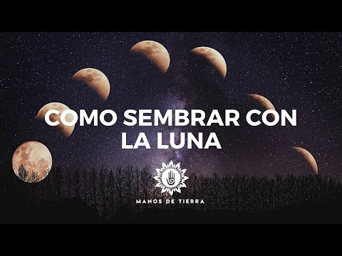 Qué sembrar ahora: consejos para plantar en la temporada actual