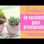 Consejos para cuidar suculentas en verano