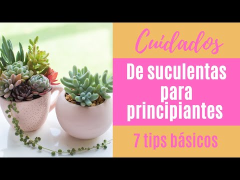 Consejos para cuidar suculentas en verano