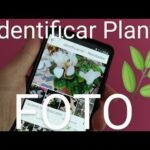 Identifica fácilmente tus plantas: Cómo saber qué planta es