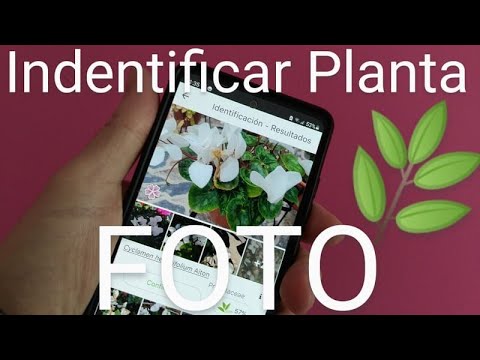 Identifica fácilmente tus plantas: Cómo saber qué planta es