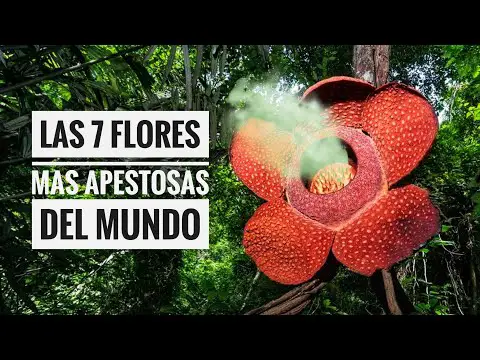 Flor Roja Intensa: Belleza Natural en tu Jardín