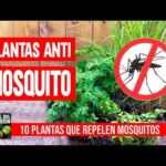 Plantas repelentes de mosquitos.