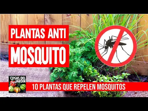 Plantas repelentes de mosquitos.