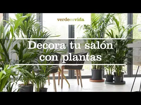 Decora tu salón con plantas: ideas y consejos