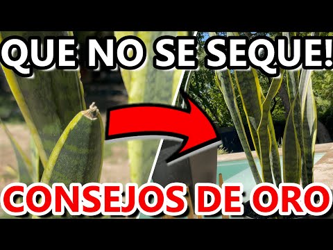 Lengua de la suegra: Guía de cuidados y consejos para esta popular planta de interior