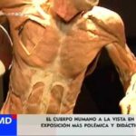 Exposición del cuerpo humano en Madrid: Descubre la belleza interna del ser humano
