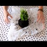 Cómo hacer un kokedama: Guía paso a paso.