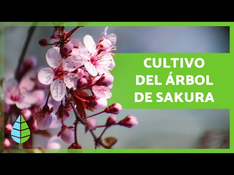 La belleza del cerezo japonés en España