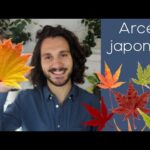 La guía definitiva para adquirir arce japonés: todo lo que necesitas saber