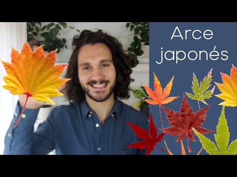 La guía definitiva para adquirir arce japonés: todo lo que necesitas saber