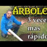 Los árboles ideales para plantar en otoño: una guía completa