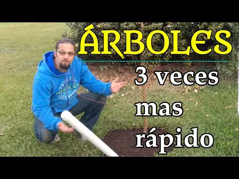 Los árboles ideales para plantar en otoño: una guía completa