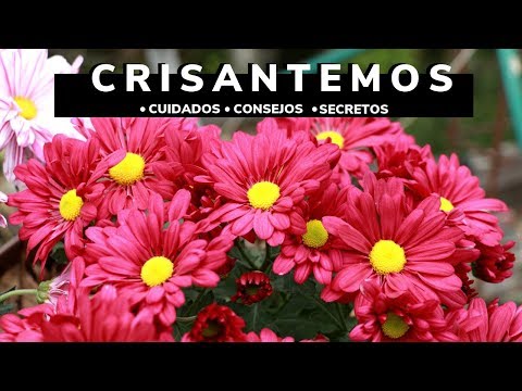 Consejos esenciales para el cuidado de los crisantemos