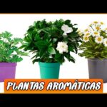 Selección de plantas ideales para decorar y aromatizar tu cocina