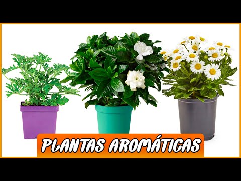 Selección de plantas ideales para decorar y aromatizar tu cocina