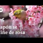 El encanto del sakura: el árbol japonés que deslumbra con sus flores