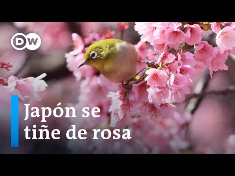 El encanto del sakura: el árbol japonés que deslumbra con sus flores