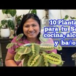 Plantas ideales para el baño sin luz