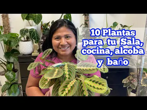 Plantas ideales para el baño sin luz