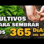 Las mejores opciones de cultivo para septiembre