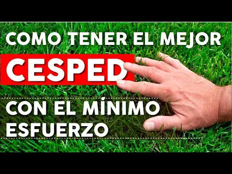 El momento ideal para plantar césped en tu jardín