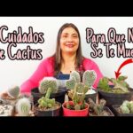 Las características y cuidados de los cactus punta de flecha