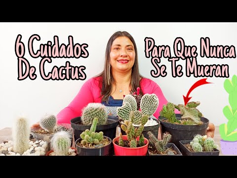 Las características y cuidados de los cactus punta de flecha