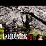 El encanto de los cerezos japoneses de flores blancas