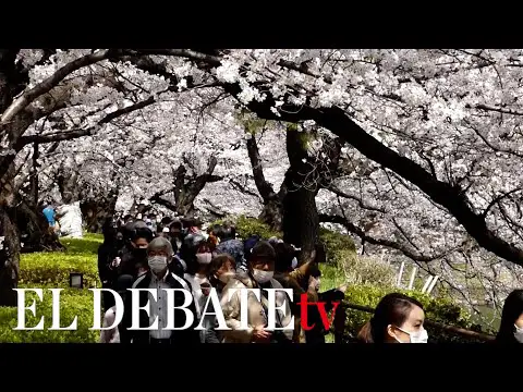 El encanto de los cerezos japoneses de flores blancas