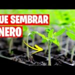 Las mejores opciones de cultivo para el mes de enero