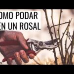 Cuándo podar los rosales: Guía completa para cuidar tus plantas.