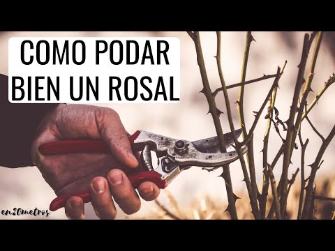 Cuándo podar los rosales: Guía completa para cuidar tus plantas.