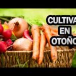 Las mejores opciones de cultivo para octubre: ¡Aprovecha el otoño para sembrar!