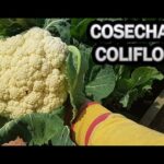 La mejor época para sembrar coliflor en España