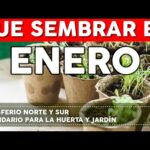 Opciones de cultivos para plantar en enero