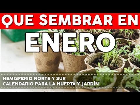 Opciones de cultivos para plantar en enero