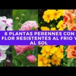 Las mejores plantas para el otoño e invierno: colores y resistencia al frío