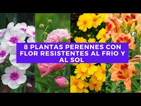 Las mejores plantas para el otoño e invierno: colores y resistencia al frío