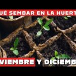 Guía de cultivos ideales para sembrar en noviembre