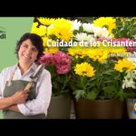 El cultivo del crisantemo: ¿Es adecuado para interiores o exteriores?