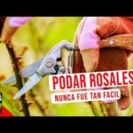 La poda de los rosales: Todo lo que necesitas saber