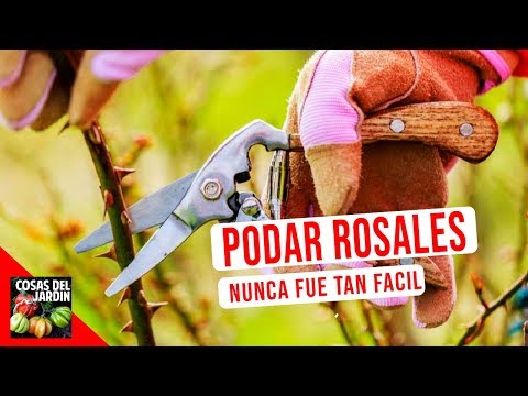 La poda de los rosales: Todo lo que necesitas saber