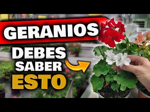 Consejos infalibles para cultivar geranios exquisitos