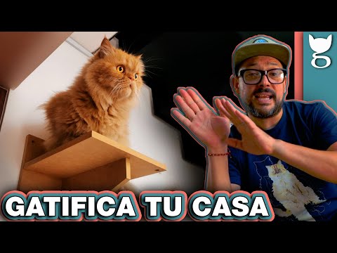 Hogar felino en Valencia: una casa ideal para tu gato