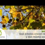 Los mejores árboles de hoja perenne para crear sombra en tu jardín