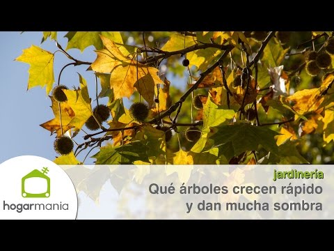 Los mejores árboles de hoja perenne para crear sombra en tu jardín